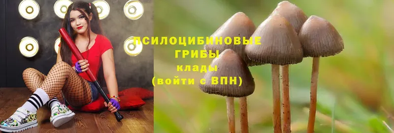 Псилоцибиновые грибы Psilocybine cubensis Белоусово